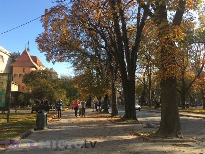 Як порахувати дерева на своїй вулиці. Відеоінструкція