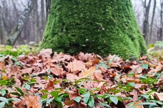 На Львівщині виявили унікальний старовіковий дубовий ліс