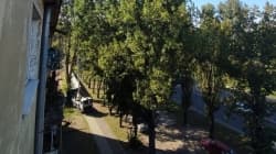 У Львові забудовник зрізав майже 50 дерев для будівництва ЖК. Скільки висадить натомість. Оновлено