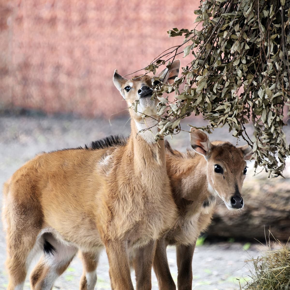 Показові годування антилоп та рожеві фламінго: КиївЗоо запрошує на перші весняні прогулянки малечі нільгау