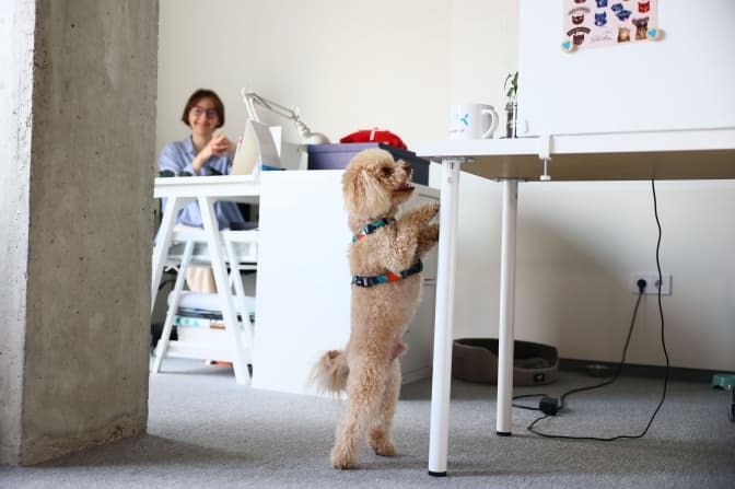 Львів'ян закликають взяти собаку на роботу завтра