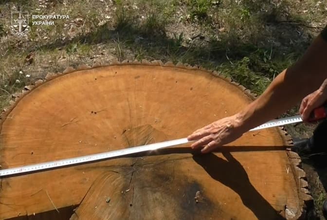 Суд на Львівщині стягнув із лісгоспу майже 1 млн грн за незаконну вирубку дубів