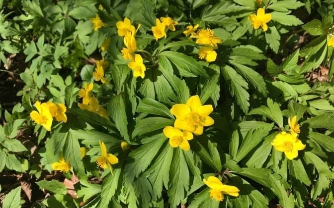 У Яворівському парку біля Львова розцвіли ефемероїди. Фото