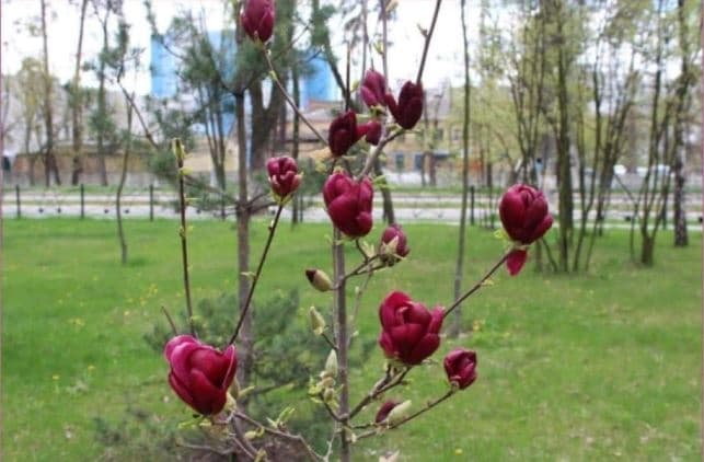 У парку Партизанської слави вандали понівечили магнолії