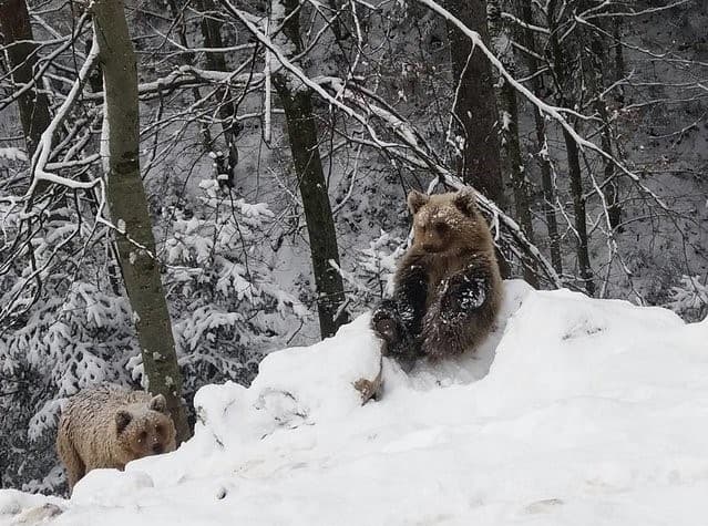 На Львівщині фотопастка зафільмувала грайливих ведмежат