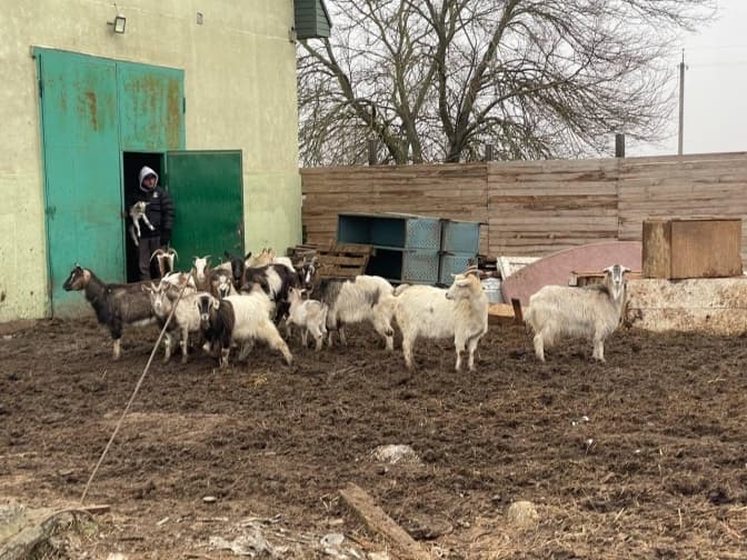Фото: Домівка врятованих тварин