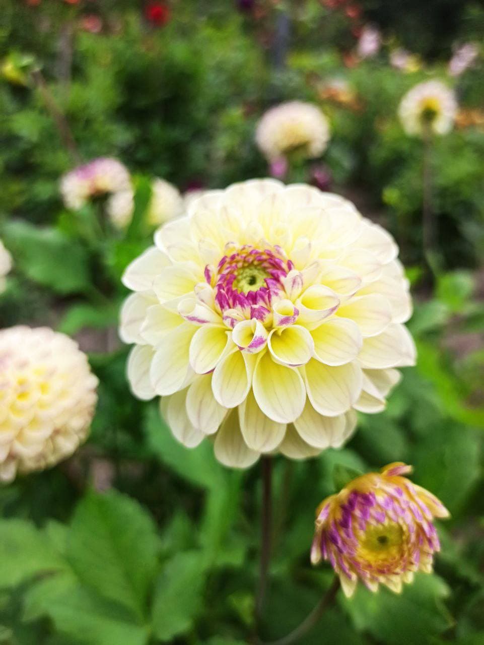 фото: ботсад лну