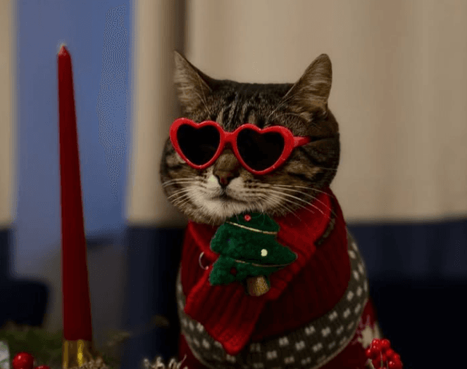 «Продає рекламу». Скільки заробляє котячий мер Львова