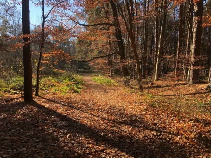 У Брюховичах планують вирубати частину лісу, щоб звести відпочинковий комплекс
