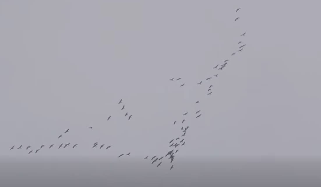 скриншот із відео