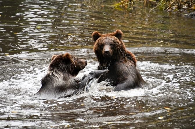 Фото ведмежого притулку "Домажир"