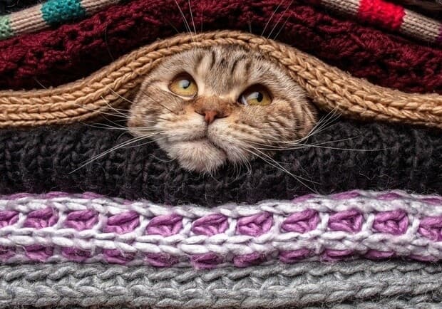 Фото: З відкритих джерел