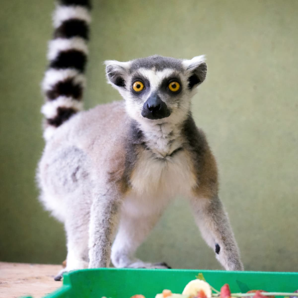 Порятунок із Дніпропетровщини: до столичного зоопарку евакуювали котячого лемура