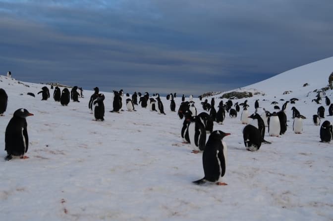 фото: Національний антарктичний науковий центр