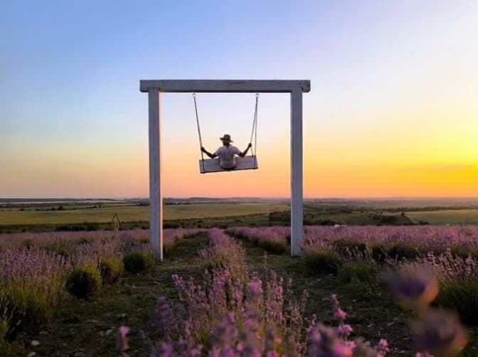 фото: лавандові пагорби