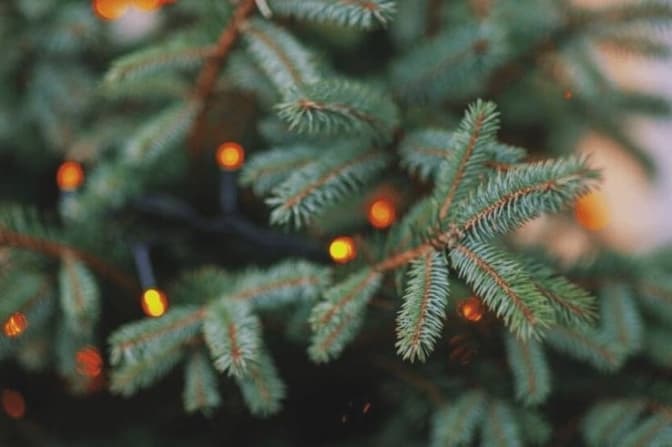 Коли і де у Львові можна здати ялинку на переробку. Перелік локацій