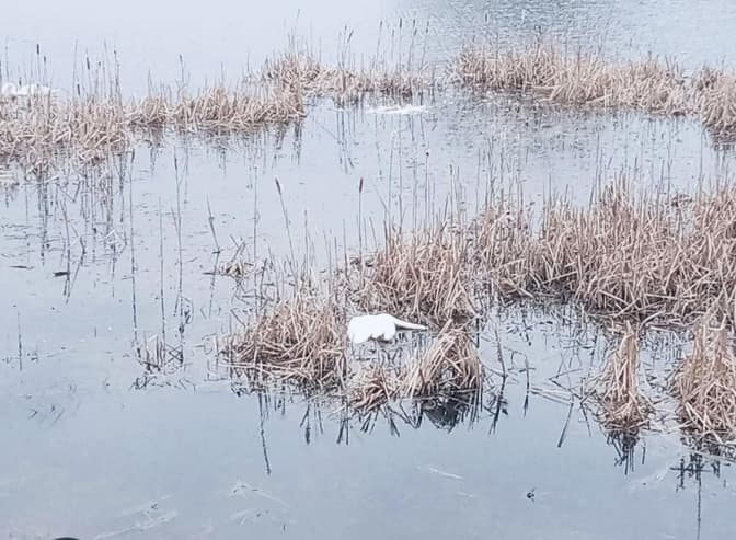 Фото: Нео Радіо Червоноград