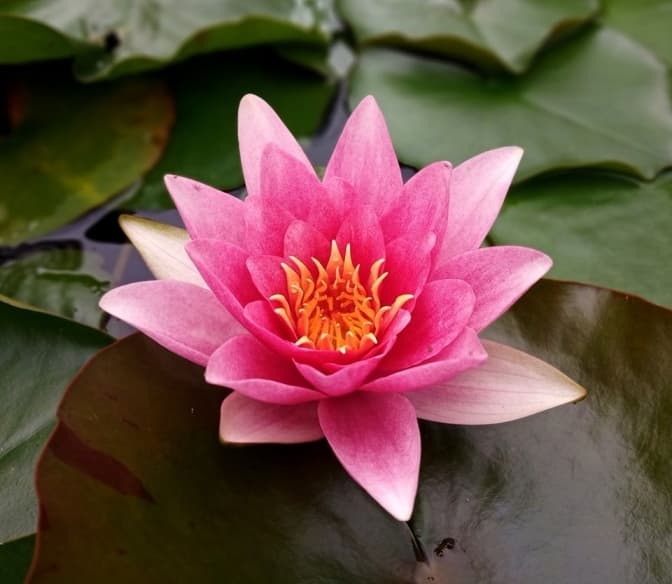 У Львівському ботанічному саду розцвіла водяна лілія. Фото