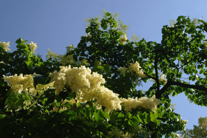 Бузок амурський з вул. Рудницького. Фото: Сергій Криниця