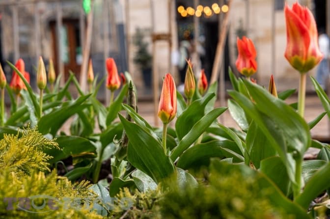 У Львові зацвіли перші нідерландські тюльпани. Фото
