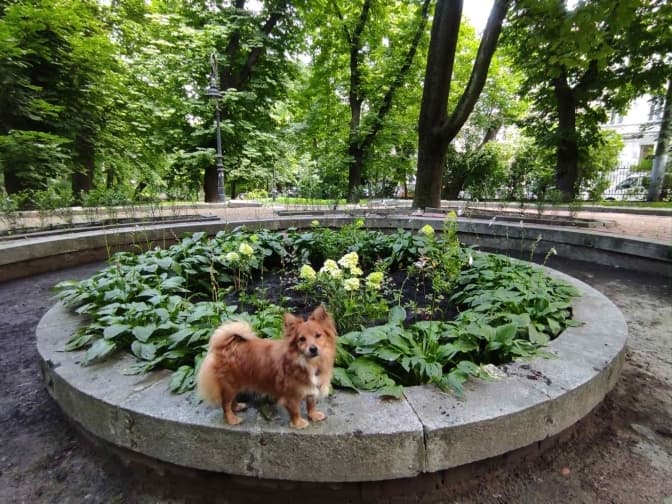 У парку Франка у Львові з’явився квітковий фонтан. Фотофакт
