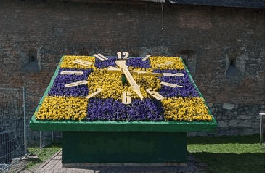 У Львові знову зацвів квітковий годинник