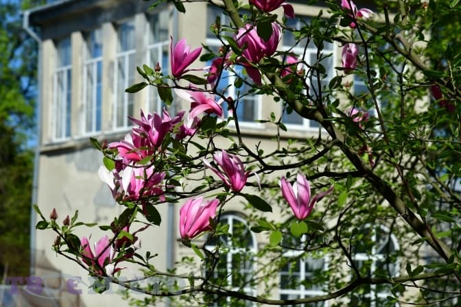 Як у ботанічному саду Львівського університету цвітуть магнолії та рододендрони. Фоторепортаж