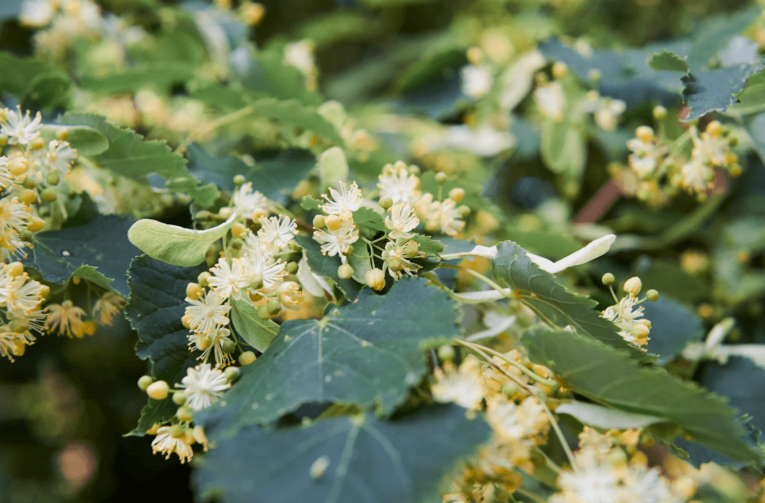 На Львівщині висадили найбільшу липову алею в Україні
