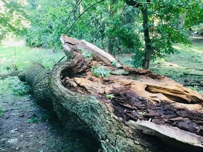 Львів’ян кличуть допомогти розчистити парк Франка після буревію