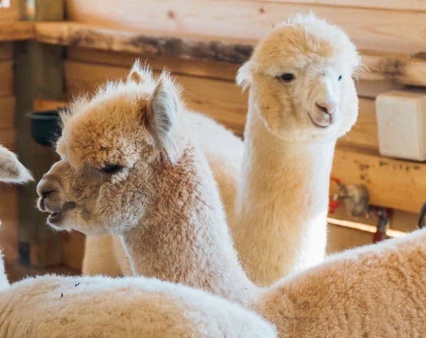 Walking with alpacas on a farm: a new tourist location opened in the Lviv region