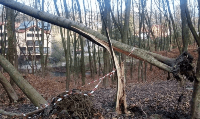 Вітер у Львові повалив дерева та пошкодив покрівлі