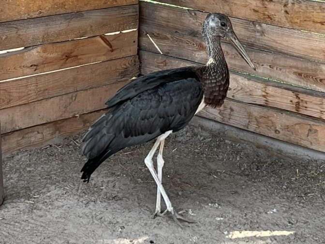 Львівські волонтери врятували рідкісного птаха