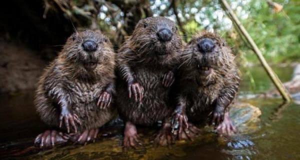 Скульптурами бобрів у Бродах ознакують туристичні маршрути