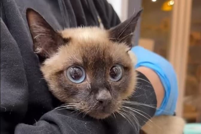 фото: домівка