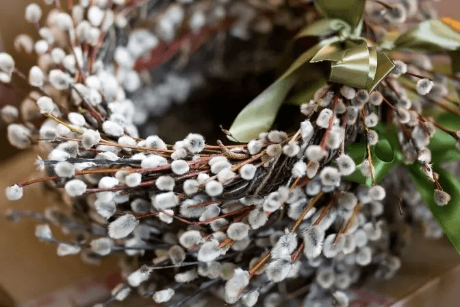 Вербові гілки, ілюстративне фото з відкритих джерел 
