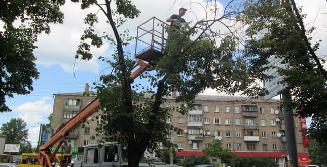 Київ впроваджує європейські стандарти догляду за деревами