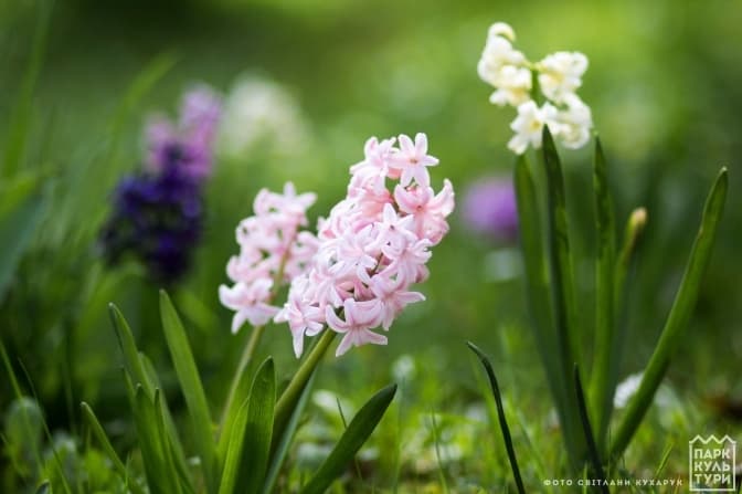 Фото: Світлани Кухарук