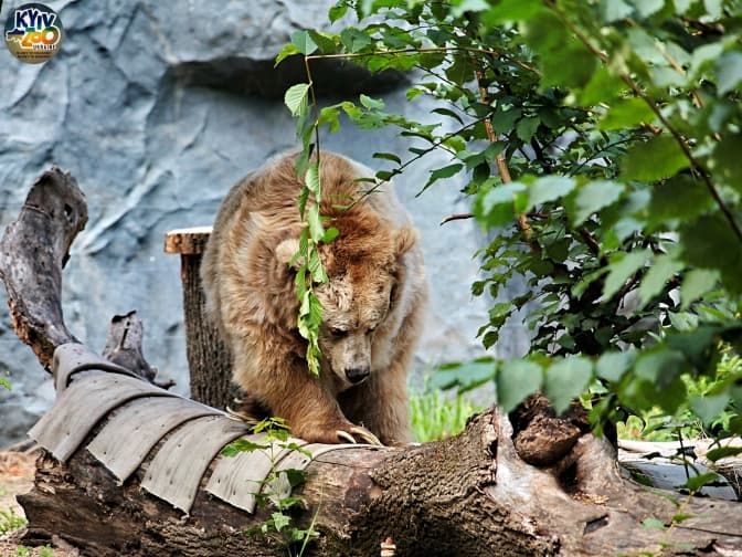 В київському Зоопарку оновили літній вольєр для ведмедів