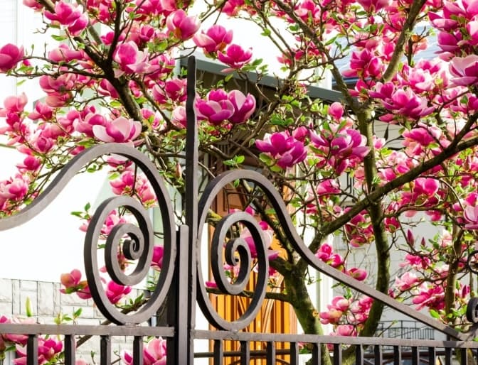 Як у Львові водили гаївки та у місті зацвіли магнолії і рододендрони. Головне за добу
