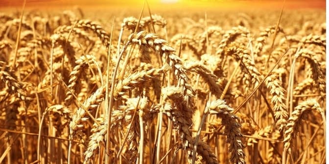 Україна збере найменший урожай за останні 4 роки