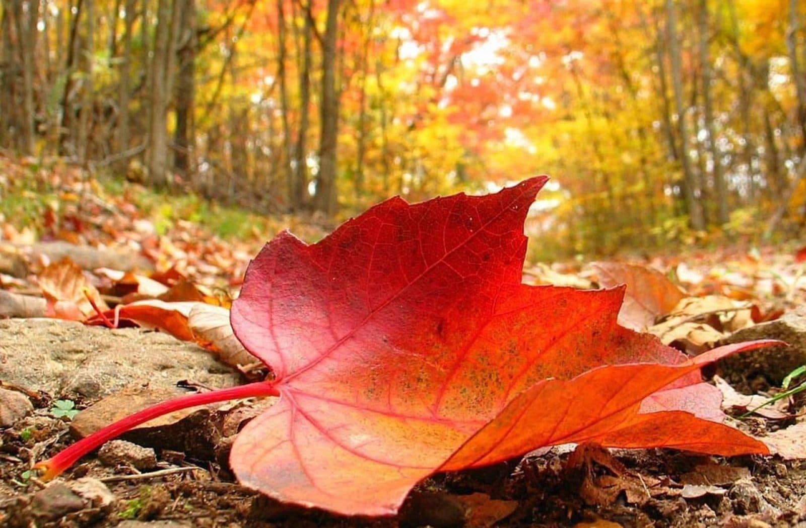 Ілюстративне фото