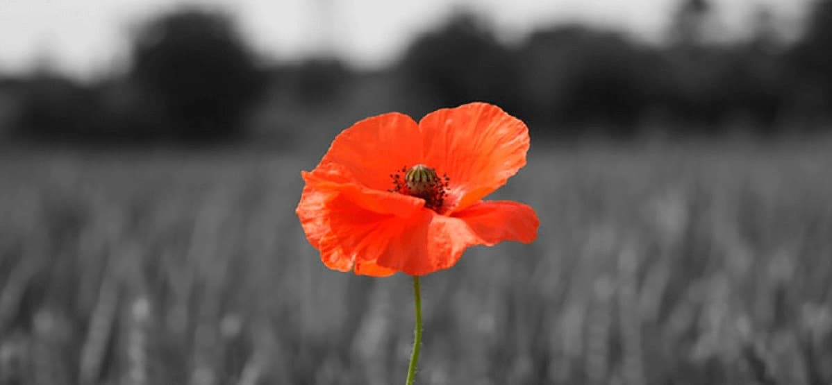 «Компроміс вичерпався». Історик про те, чому Україна вже не може святкувати 9 травня