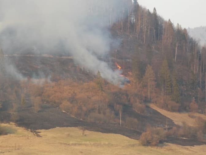 У Карпатах через підпал трави загорівся ліс. Фото