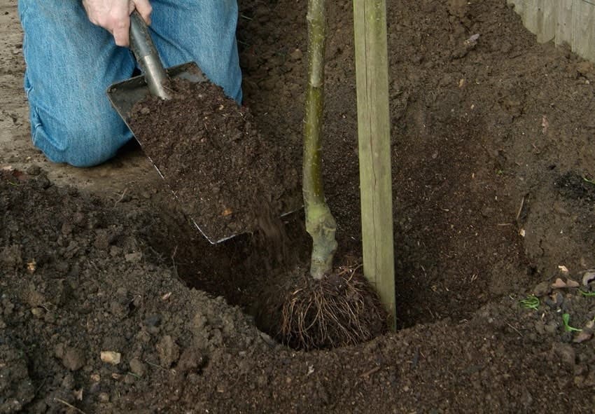 Фруктовий сад біля дому: які дерева краще висаджувати у квітні і як це зробити