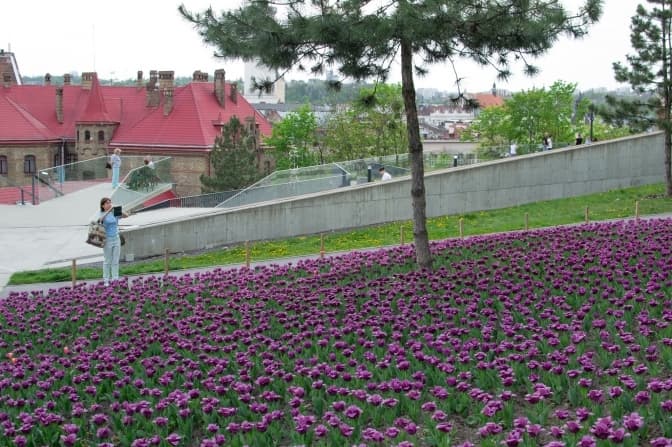 У Львові за рік висадили понад 5 тисяч дерев і кущів та відновили понад 200 клумб