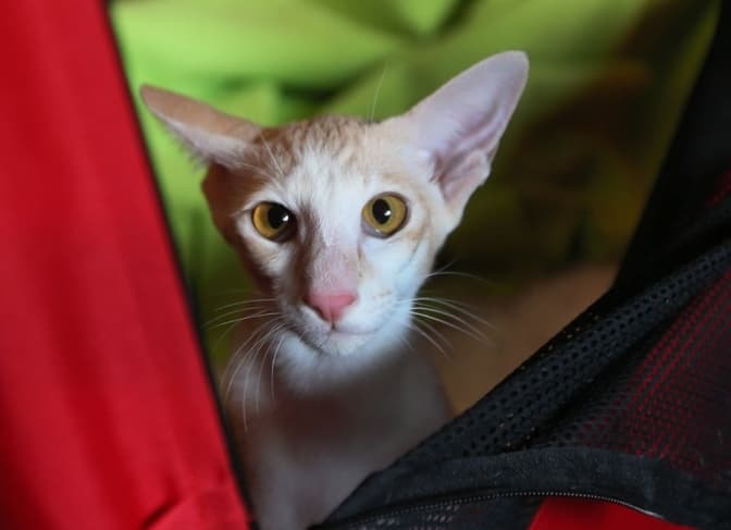 фото Євгена Кравса