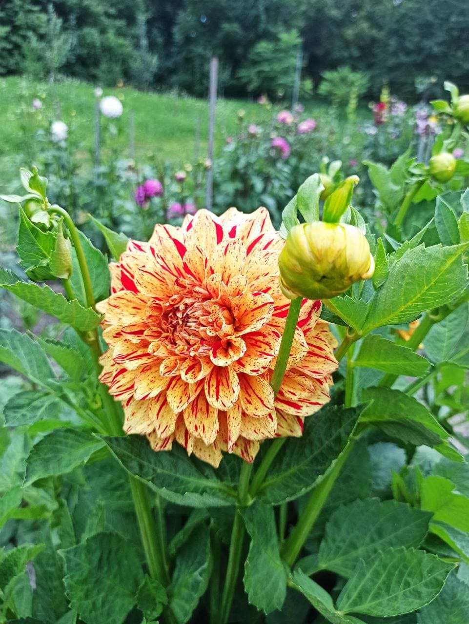 фото: ботсад лну