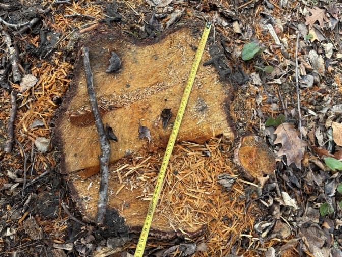 На Львівщині виявили незаконну рубку понад сотні дерев