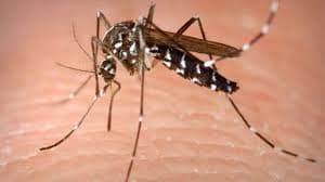 На Львівщині виявили випадок гарячки Денге у 24-річної дівчини: що відомо