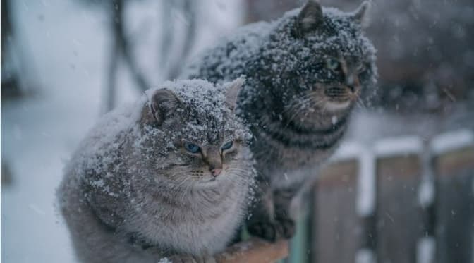 фото умовне